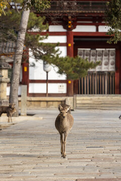 View of a wild sika deer walking on a stone path toward a traditional Japanese temple gate in Nara Park Nara, Nara, Japan.