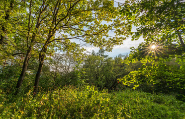 Fototapeta premium The sun through the trees in the summer park. Beautiful park in spring with bright sun shining through the trees