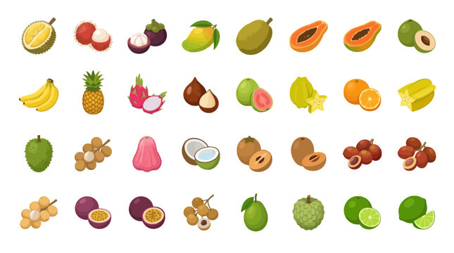 Vector Icons Collection of tropical fruit illustrations with names on white background. EPS Editable