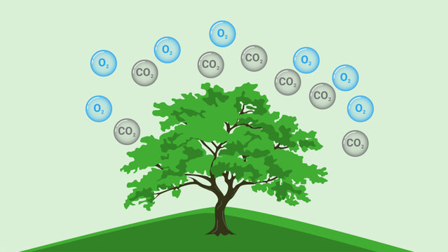 Tree absorbing carbon dioxide and releasing oxygen illustrating photosynthesis process environmental sustainability and ecosystem balance