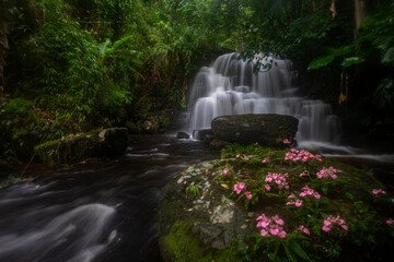 Naklejka premium Mundang waterfall and snapdragon flower (Habenaria rhodocheila) at Phuhinrongkla national park in Phitsanulok province,Thailand