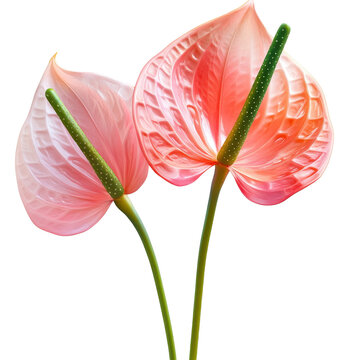 Two delicate pink anthurium flowers with textured spathes and green spadices isolated on white background