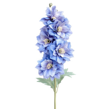 Elegant blue delphinium flower with layered petals and a slender green stem isolated on white background