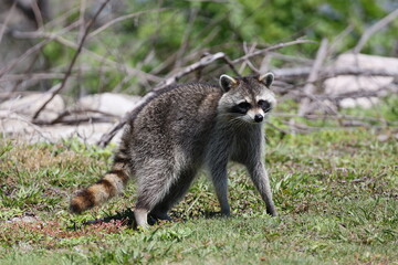 Obraz premium Raccoon stopped and looking at the camera with his masked face