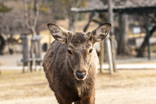 View of a sika deer looking at the camera in Nara Park with trees and a blurred background in Nara, Nara, Japan.