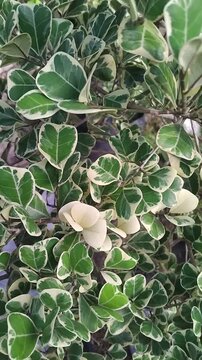 The variegated fiddlehead fig (Ficus lyrata variegata) is a popular ornamental plant variety with unique leaf patterns, a combination of green and creamy white. motion stock footage of nature