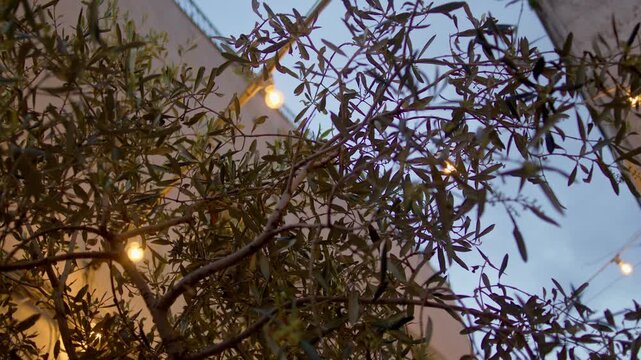 Olive tree branches (Olea europaea) illuminated by decorative string lights in Ostuni, Brindisi, Puglia, Italy, creating a warm Mediterranean ambiance within the historic center, shallow dof shot