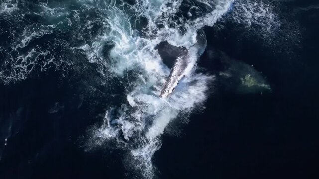 Overhead drone footage of a massive humpback whale slapping its pectoral fins on the ocean surface near Magdalena Island, Baja California, Mexico.