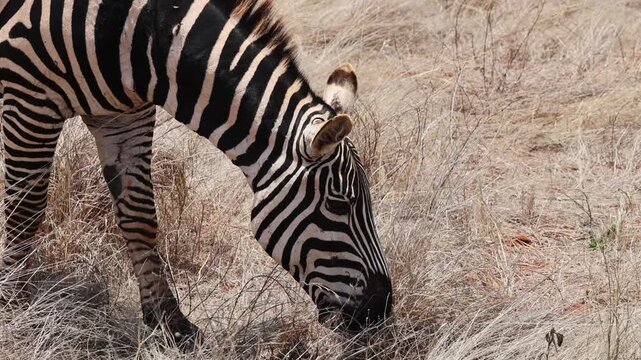 Close-up of plains zebra head and body grazing on dry brown grass, bold black and white stripe pattern clearly visible, bright sunny daytime light