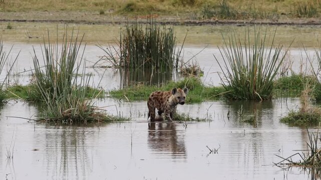Lone spotted hyena wading through shallow flooded wetland with reed grass clumps and water reflection, overcast daytime light