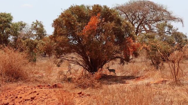 Tiny dik-dik antelope standing in shade of large bush on dry red laterite soil savanna with acacia trees, bright sunny daytime light