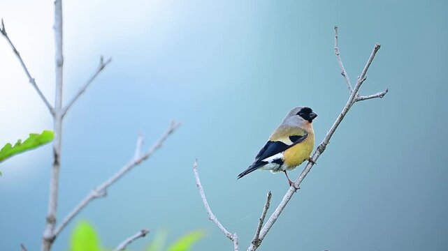 An orange bullfinch perches gracefully on a branch in a highland forest illuminated by soft morning light.
