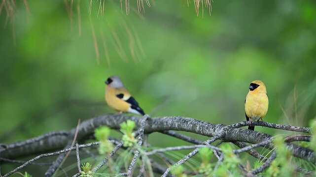 A pair of orange bullfinches perch peacefully on pine branches surrounded by lush green forest foliage.