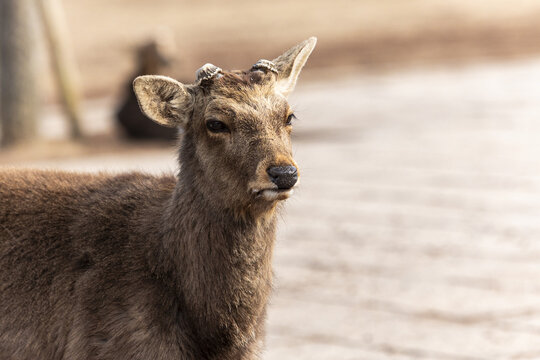 View of a wild Sika deer with small antlers standing on a stone path in Nara Park Nara, Nara, Japan.