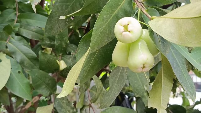 White Wax Apple Fruits Growing on Tree Branch in Tropical Garden