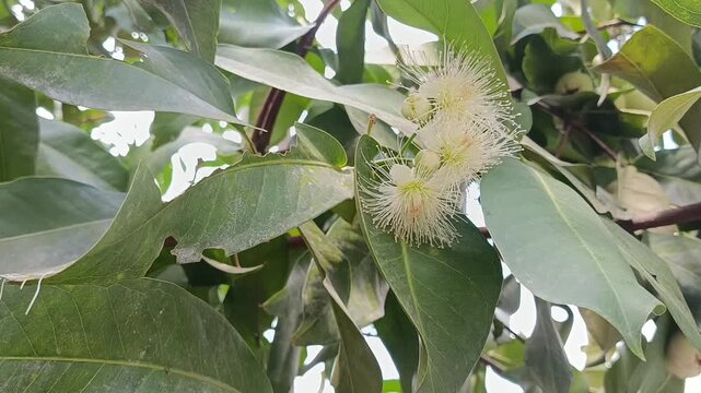 Close Up of White Wax Apple Cluster Hanging on Tree