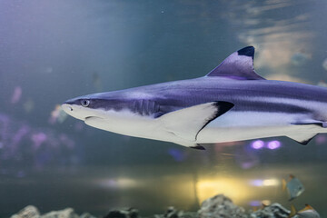 Underwater aquarium, large mako shark, side perspective, powerful form, black and white underbelly with stripes, pointed snout, artificial rock formations, dim lighting, shallow depth of field © Mister