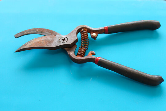 Old Garden Pruning Shears with Rusty Blades Isolated on Blue Background