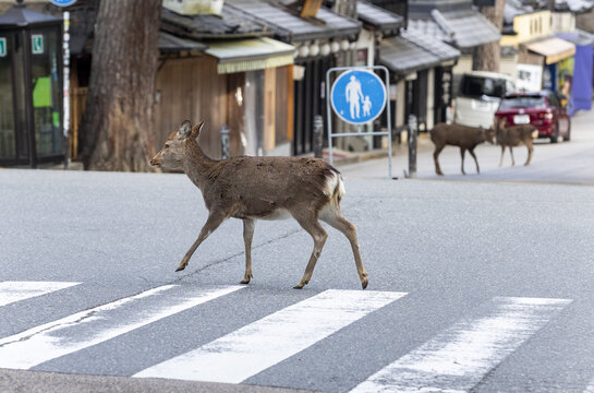 View of a sika deer walking across a pedestrian crosswalk on a paved road with traditional wooden buildings and other deer in the background of Nara, Nara, Japan.