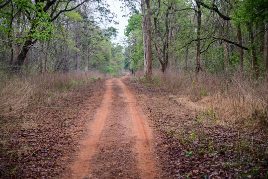 Natural landscape and waterbodies in a forest in western India