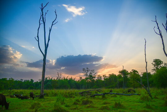 Natural landscape and waterbodies in a forest in western India