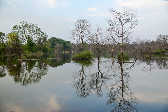 Natural landscape and waterbodies in a forest in western India