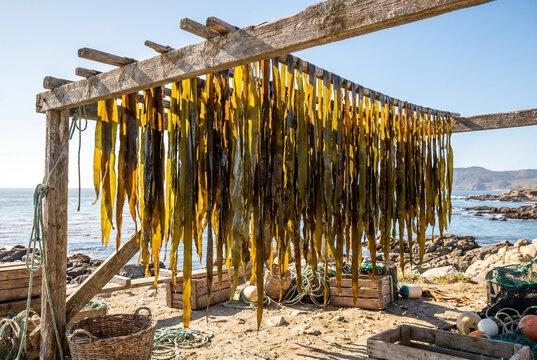 Kelp drying rack with seaweed hanging beside rocky coastline  
