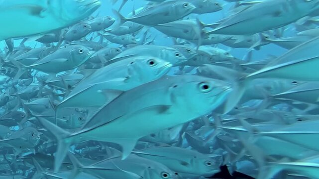 Hundreds of tuna fish, all of one species, form dazzling school underwater. Their silver scales glimmer brilliantly in Indian Ocean's blue embrace, creating living, breathing spectacle of marine life.