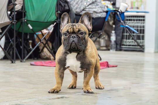 A compact, muscular French Bulldog with a noticeable underbite and perked ears stands indoors on a carpeted floor Background hints at casual domestic setting with a person seated and various items v