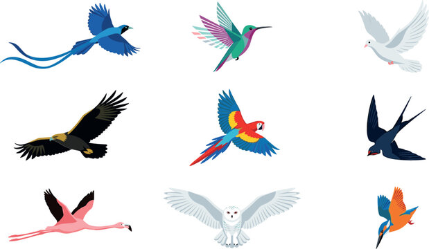 Flying birds vector illustration set featuring eagle parrot hummingbird owl flamingo dove swallow and kingfisher isolated on white background (19 words)