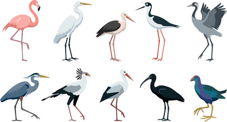 Fototapeta premium Vector bundle of stylized swamp and lake birds mascot design for nature infographics zoo branding educational posters children books and patterns (21 words)