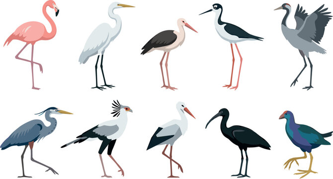 Vector bundle of stylized swamp and lake birds mascot design for nature infographics zoo branding educational posters children books and patterns (21 words)