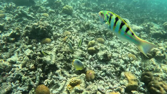 Sixbar Wrasse, Thalassoma hardwicke swimming around the reef in Maldives islands. Close up