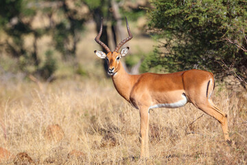 Naklejka premium Schwarzfersenantilope / Impala / Aepyceros melampus