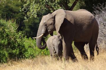 Fototapeta premium Afrikanischer Elefant / African elephant / Loxodonta africana