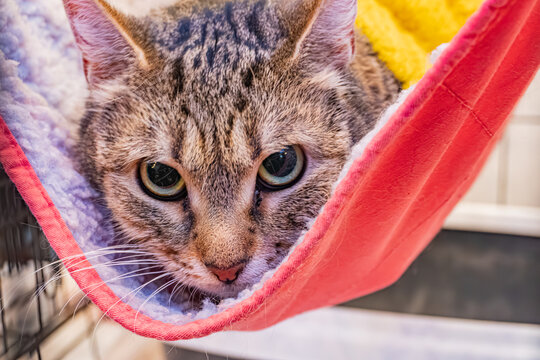 Gray and white cat in an orange hammock with pink stitching, positioned by a window, relaxing indoors i