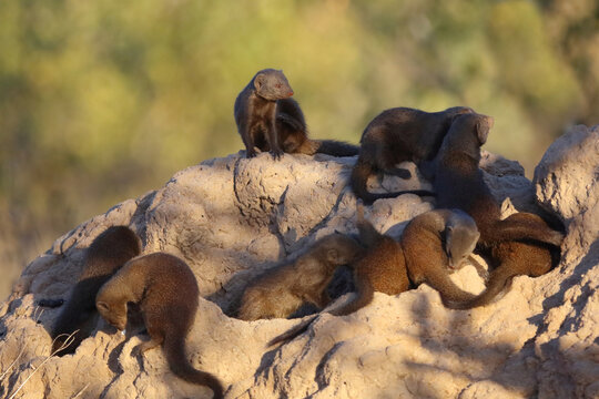 S&uuml;dliche Zwergmanguste auf Termitenh&uuml;gel / Dwarf mongoose at Termit's nest / Helogale parvula