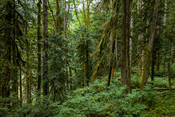 Obraz premium Mossy Temperate Rainforest With Dense Evergreen Trees And Lush Understory In British Columbia, Canada