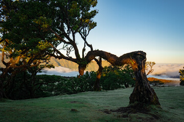 Fototapeta premium Ancient twisted trees on a misty mountain slope at sunrise, evoking mystery and natural beauty