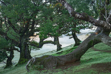 Fototapeta premium Ancient laurel trees on a misty hillside at dawn, green forest landscape with fog