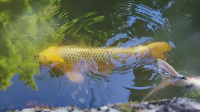 佐賀県の大興善寺にある池をゆったりと泳ぎ去る黄金色の錦鯉（スローモーション）