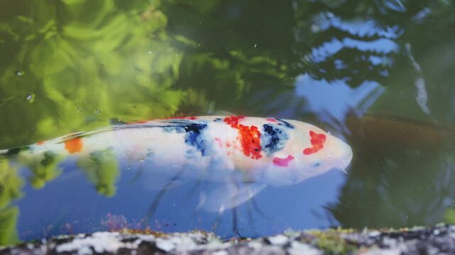 佐賀県の大興善寺にある池をゆったり泳ぐ錦鯉と水面の新緑リフレクション（スローモーション）