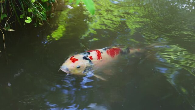 佐賀県の大興善寺の池で水辺の青葉に近づき口を動かす三色の錦鯉（スローモーション）
