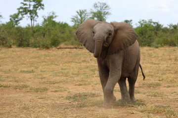 Fototapeta premium Afrikanischer Elefant / African elephant / Loxodonta africana