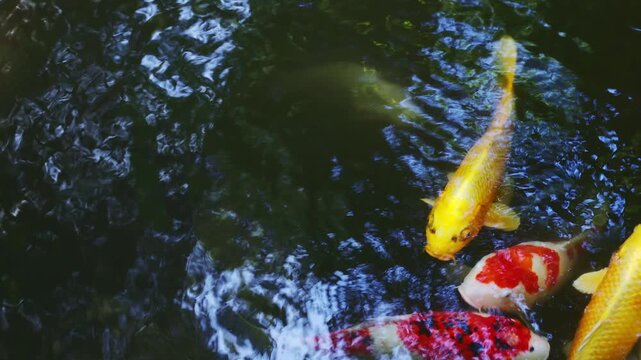佐賀県の大興善寺にある池の深緑の水面を鮮やかに彩り泳ぐ美しい錦鯉たちの実景映像