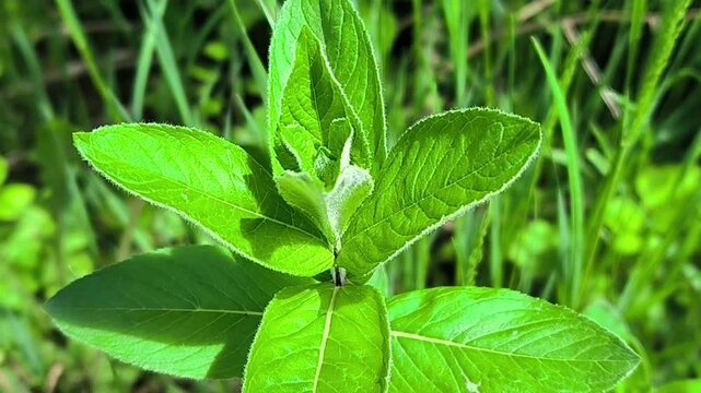 A camera moves through dense grass to reveal a vibrant fuzzy plant in bright sunlight. This closeup botanical footage highlights fresh summer growth and organic textures
