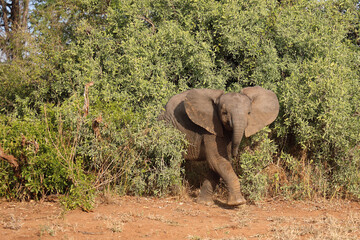 Obraz premium Afrikanischer Elefant / African elephant / Loxodonta africana