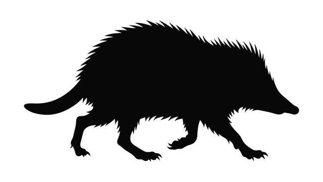 Echidna moves across the frame as a stark black silhouette on a white surface.