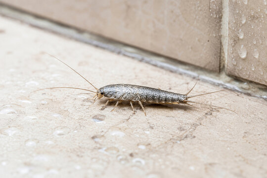 Silverfish insect crawling on a wet tiled floor. Macro shot of common household pest. Problem with moisture and hygiene in bathroom. Entomology and biology study of insect species