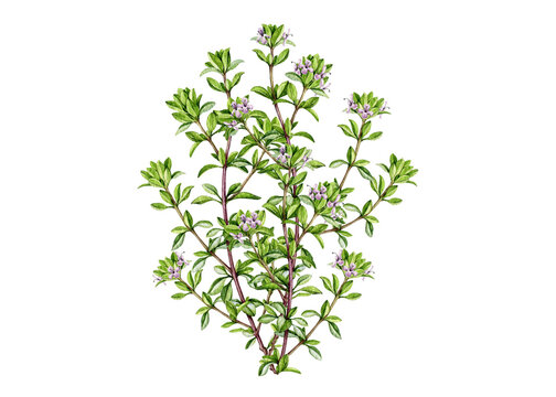 Watercolor thyme twig with delicate purple blossoms and fresh green foliage isolated on background. Hand painted botanical illustration for packaging, labels, menus and herbal products.